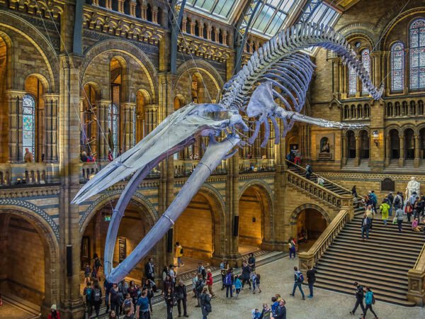 Discover London's Natural Wonders: Museum Expedition